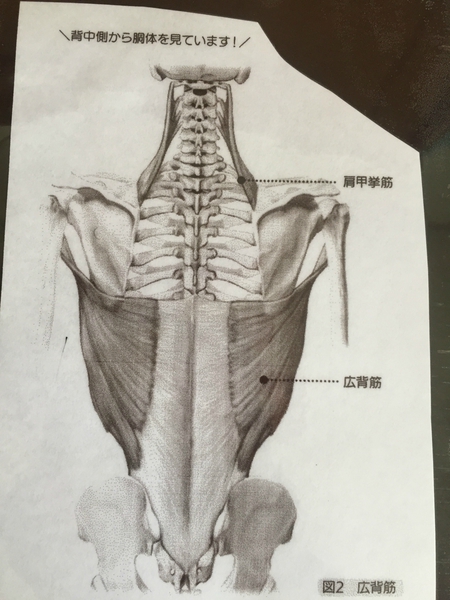 身体を柔軟にすることの重要性