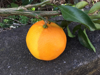 珍種⁉️