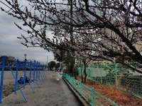 バタバタ・・・ 2025/03/06 23:47:00