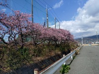 春らしくなってきた・・・のか？ 2025/03/09 22:29:00