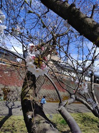 桜は••• 2025/04/02 23:01:00