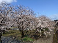 桜が見頃です 2025/04/04 22:58:00