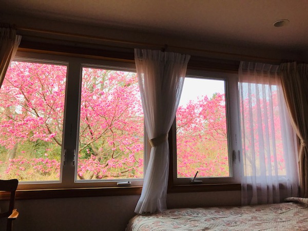プロヴァンスの山側に面したお部屋からは河津桜が見頃