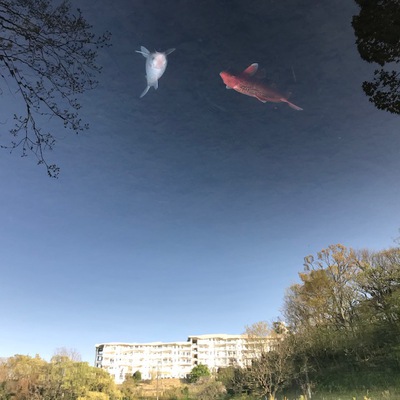面白いでしょう