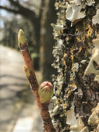 庭の前の桜並木は
