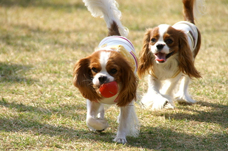 Ｄｏｇｓ Ｇａｒｄｅｎびわの木