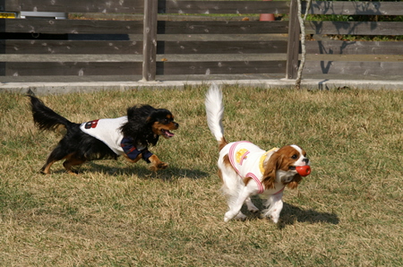 Ｄｏｇｓ Ｇａｒｄｅｎびわの木
