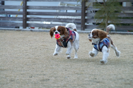 Ｄｏｇｓ Ｇａｒｄｅｎびわの木