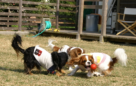 Ｄｏｇｓ Ｇａｒｄｅｎびわの木