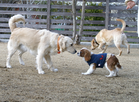 Ｄｏｇｓ Ｇａｒｄｅｎびわの木