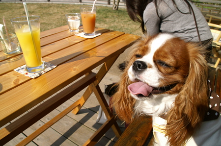 Ｄｏｇｓ Ｇａｒｄｅｎびわの木