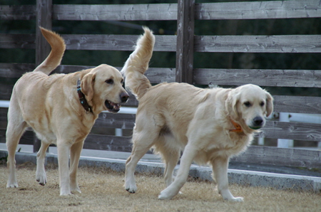 Ｄｏｇｓ Ｇａｒｄｅｎびわの木
