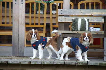 Ｄｏｇｓ Ｇａｒｄｅｎびわの木