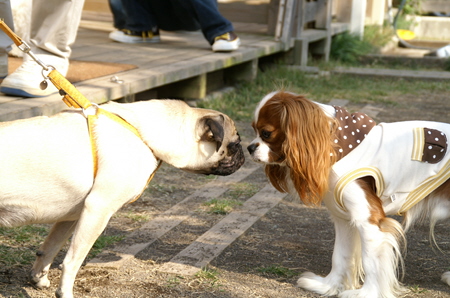 Ｄｏｇｓ Ｇａｒｄｅｎびわの木