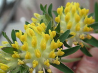 お花・樹木・資材販売