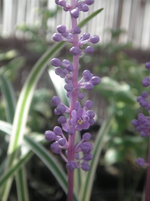 ヤブラン （忍耐強く丈夫な花）