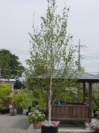 お花・樹木・資材販売