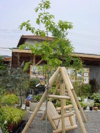 お花・樹木・資材販売