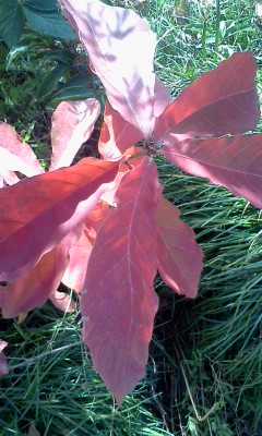 今頃紅葉