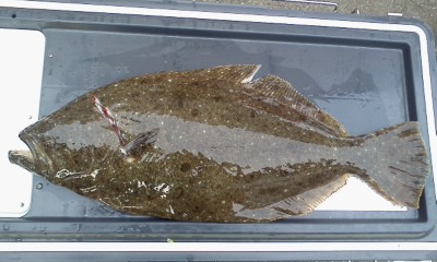 釣り現地解散