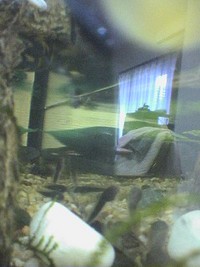 おたまを狙うカエル