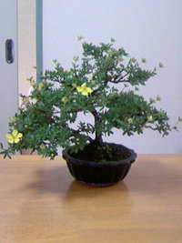 キンロバイ開花