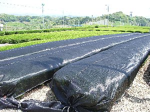 かぶせ茶
