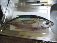 マグロさばいちゃいました!