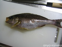 魚づくし