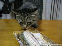 お魚天国♪
