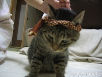 あばれ猫