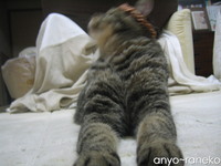 あばれ猫