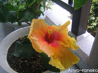 ベランダのお花たち♪