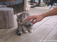 猫カフェ