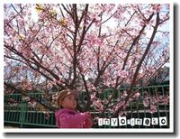 pray for Japan