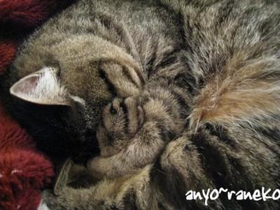 zzz・・・