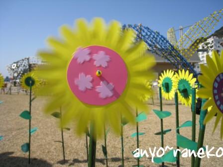 風の花祭り