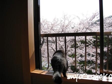 2階からお花見♪