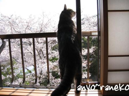 2階からお花見♪
