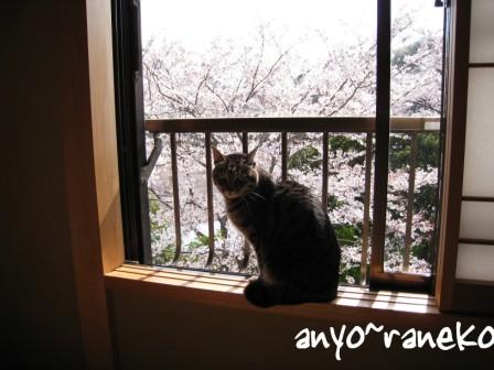 2階からお花見♪
