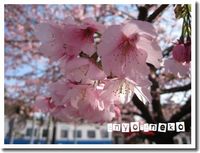 伊豆高原の桜まつり