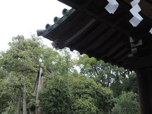 三島大社金木犀