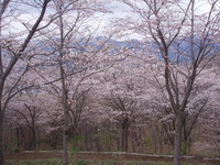 お花見ハイキング