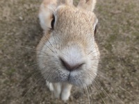 うさぎの島