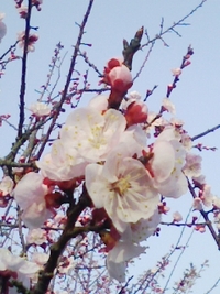 2009年03月18日