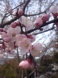 2010年03月15日