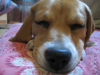デビュー Dog Field ♫