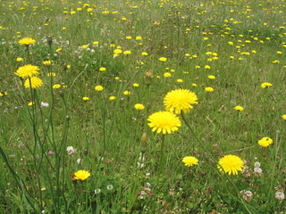 コレって・・・何の花ですか?(笑)