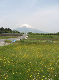 コレって・・・何の花ですか?(笑)
