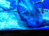 沼津港水族馆里的活化石